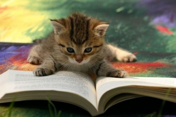 猫　読書