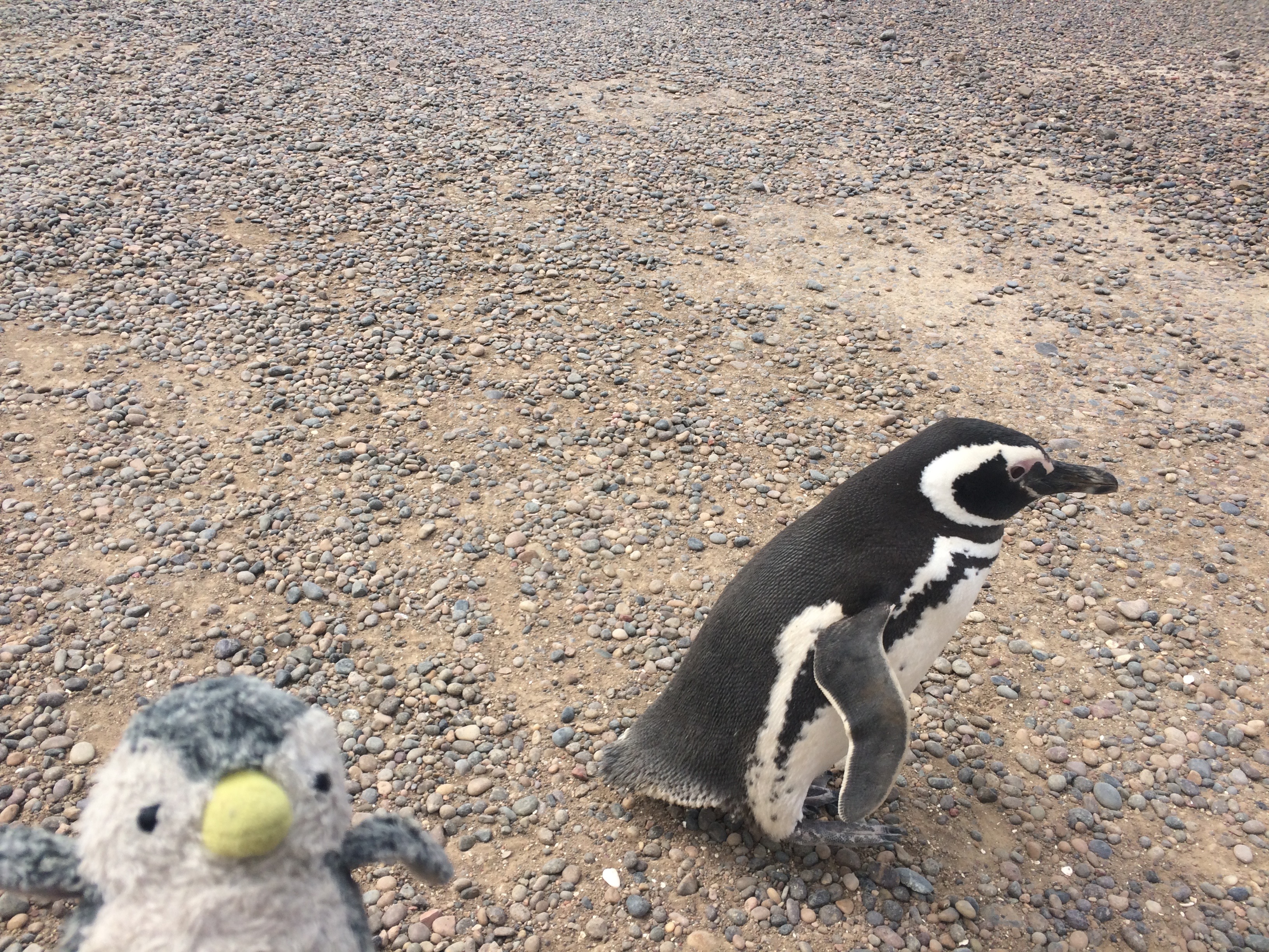 マゼランペンギンを見にバルデス半島へ行こう